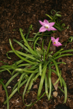 Ipheion uniflorum 'Charlotte Bishop' RCP3-10 065 is Tristagma uniflora  'Charlotte Bishop'.jpg